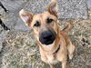 adoptable Dog in  named GOLDIE