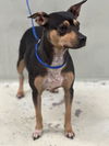 adoptable Dog in  named BELLA