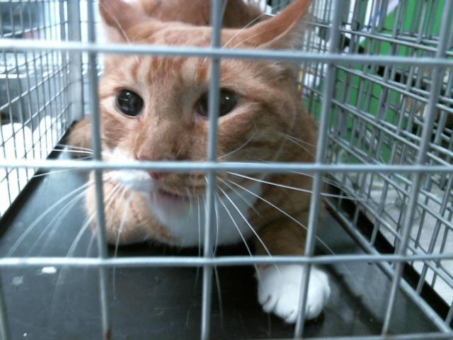 adoptable Cat in Houston, TX named A2023996