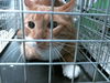 adoptable Cat in  named A2023996