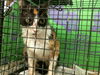 adoptable Cat in  named A2024023