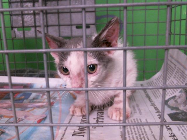 adoptable Cat in Houston, TX named A2024024