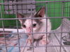 adoptable Cat in  named A2024024