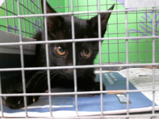 adoptable Cat in Houston, TX named A2024025