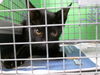 adoptable Cat in  named A2024025