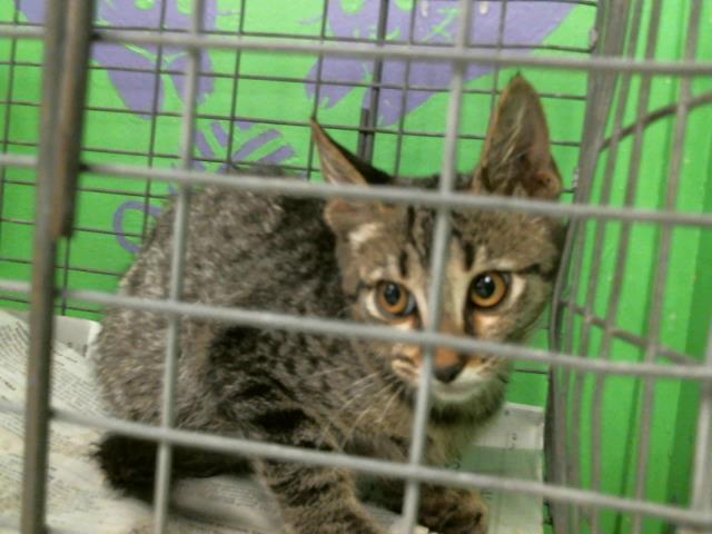 adoptable Cat in Houston, TX named A2024026