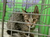 adoptable Cat in  named A2024026