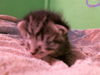 adoptable Cat in  named A2024033