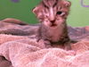 adoptable Cat in  named A2024034