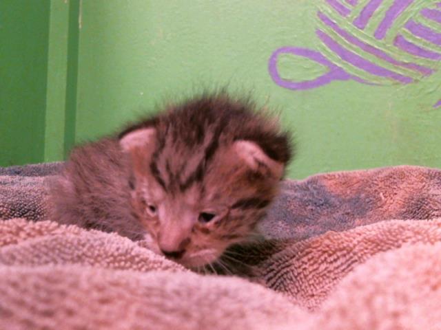 adoptable Cat in Houston, TX named A2024035