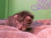 adoptable Cat in  named A2024035