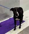 adoptable Dog in  named LEO