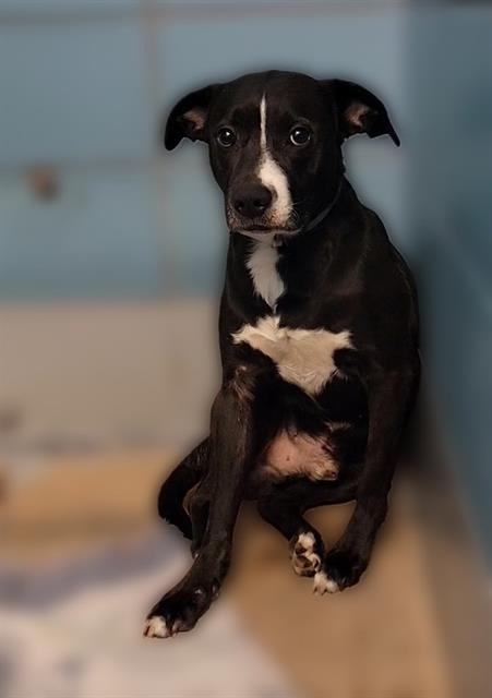 adoptable Dog in Houston, TX named LEO