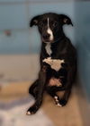 adoptable Dog in  named LEO