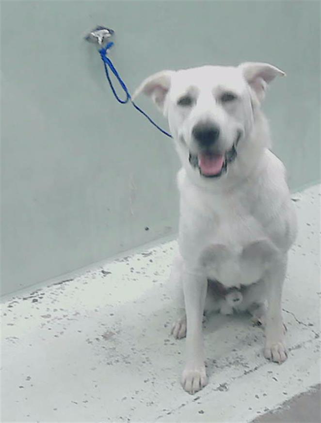 adoptable Dog in Houston, TX named A2024965
