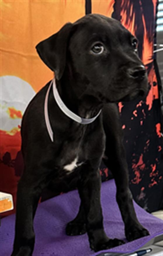 adoptable Dog in Houston, TX named A2025478