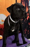 adoptable Dog in  named A2025478