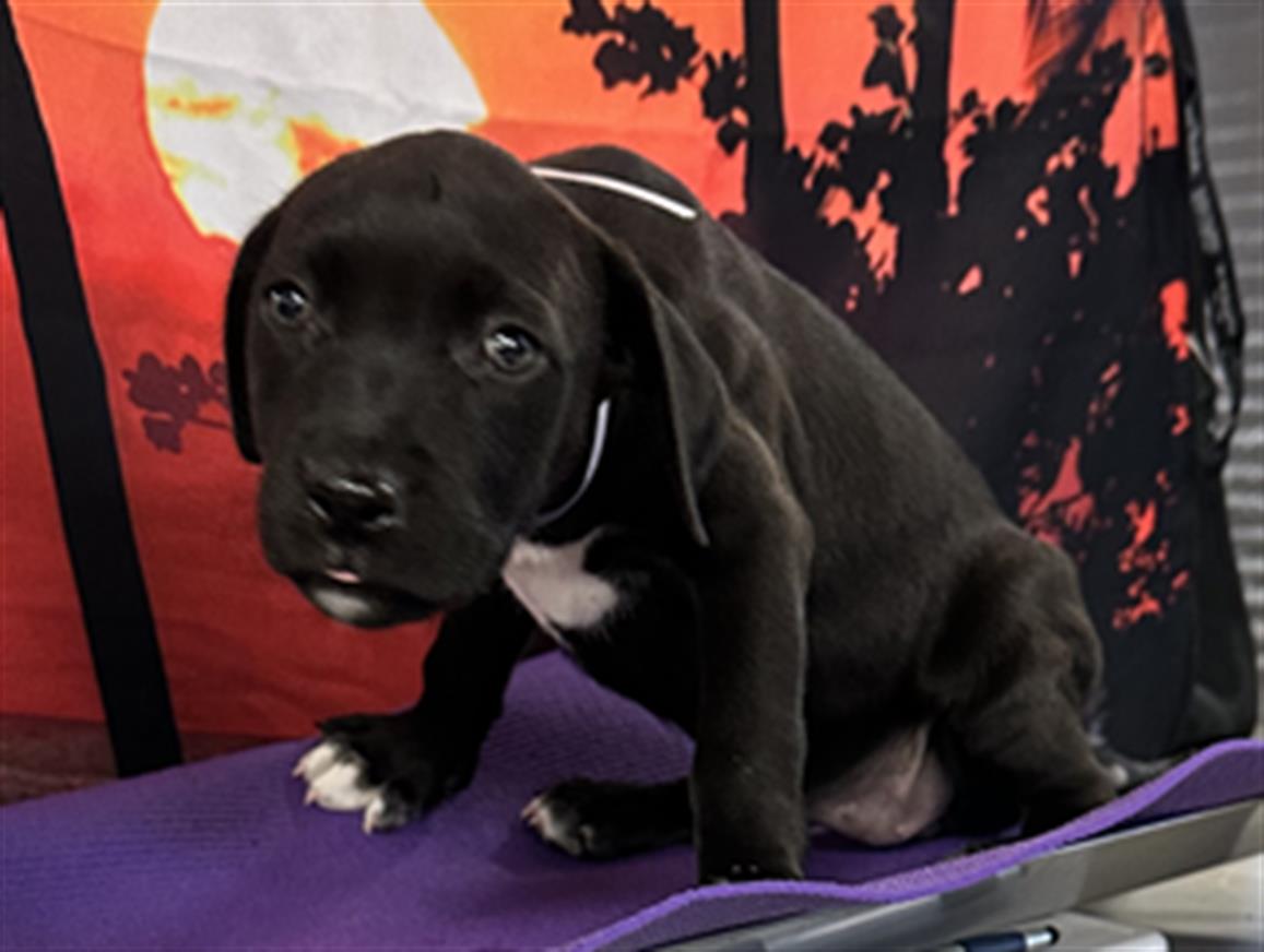 adoptable Dog in Houston, TX named A2025479