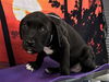 adoptable Dog in  named A2025479
