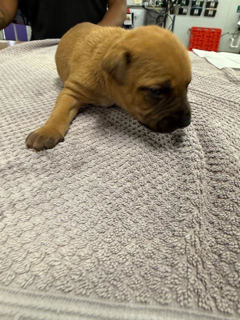 adoptable Dog in Houston, TX named A2021152