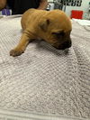 adoptable Dog in  named A2021152
