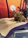 adoptable Dog in  named RICHIE