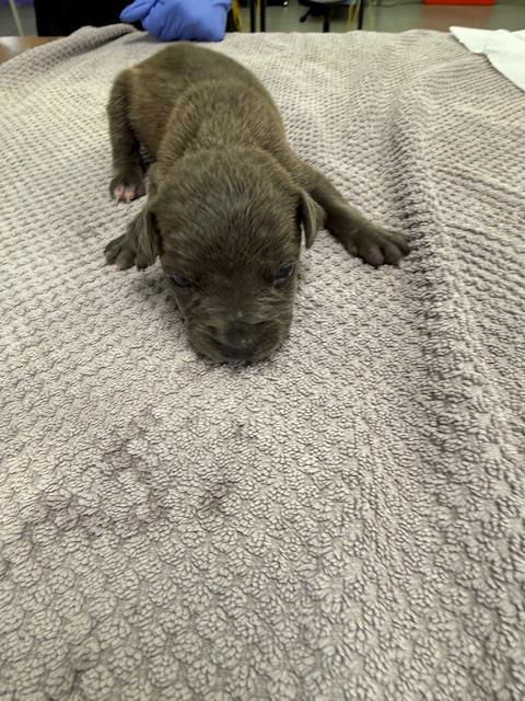 adoptable Dog in Houston, TX named A2021154