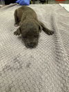 adoptable Dog in  named A2021154