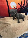 adoptable Dog in  named GEORGIE