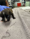 adoptable Dog in  named A2021155