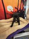 adoptable Dog in  named BEVERLY MARSH
