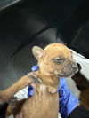 adoptable Dog in  named A2021156