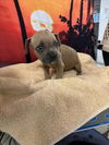 adoptable Dog in  named EDDIE