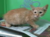 adoptable Cat in  named TUESDAY