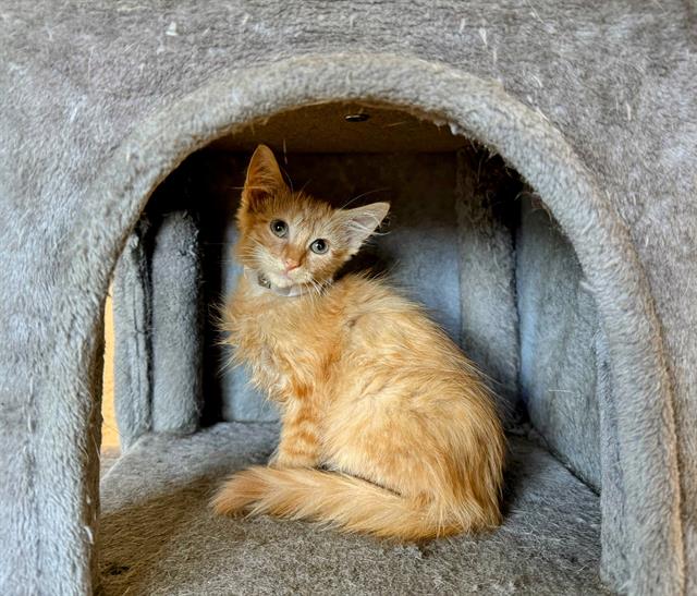 adoptable Cat in Houston, TX named TUESDAY