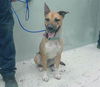 adoptable Dog in  named SAINT YVES