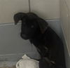 adoptable Dog in  named A2025129