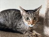 adoptable Cat in houston, TX named ASHTON