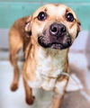 adoptable Dog in  named SMILEY