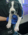 adoptable Dog in  named A2024138