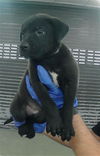 adoptable Dog in  named A2024139