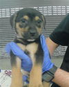 adoptable Dog in  named A2024140