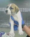 adoptable Dog in  named A2024142