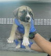 adoptable Dog in  named A2024143