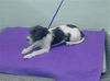 adoptable Dog in  named A2025641