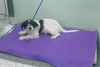 adoptable Dog in  named A2025644