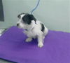 adoptable Dog in  named A2025645