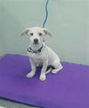 adoptable Dog in  named TYRELL