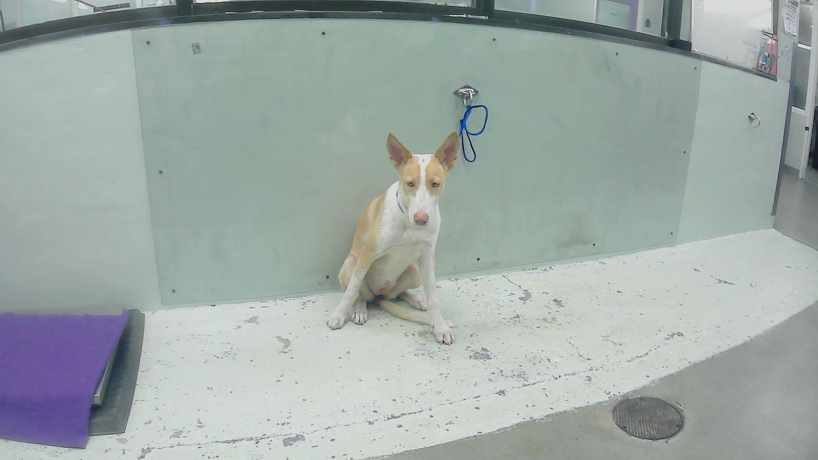 adoptable Dog in Houston, TX named RAYA