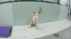 adoptable Dog in  named RAYA